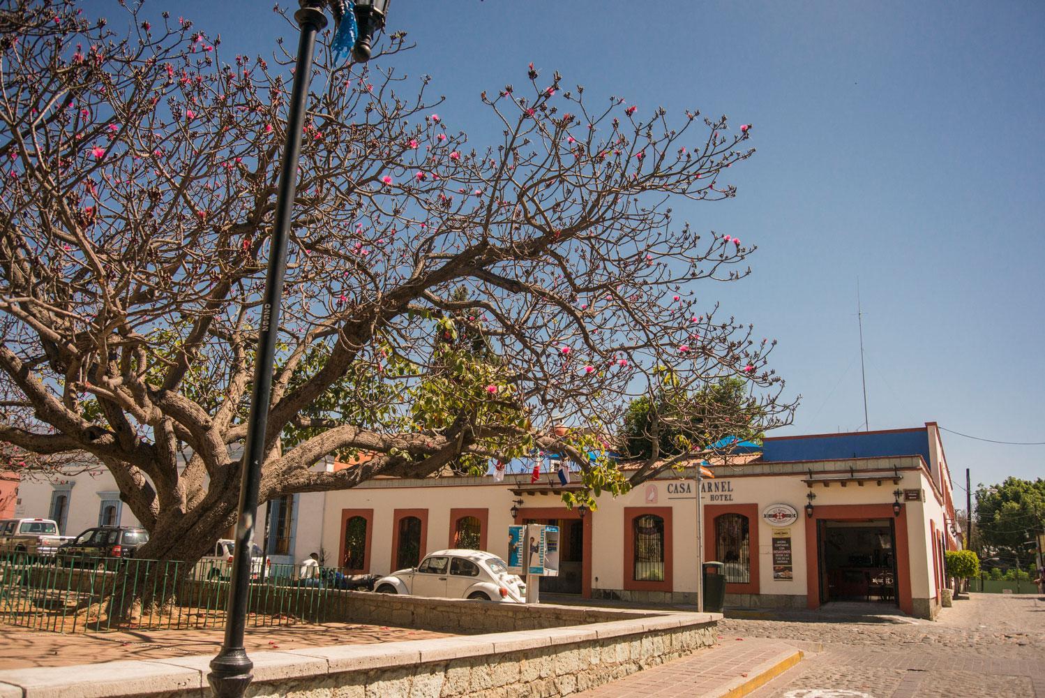 Hotel Casa Arnel Oaxaca Exteriér fotografie